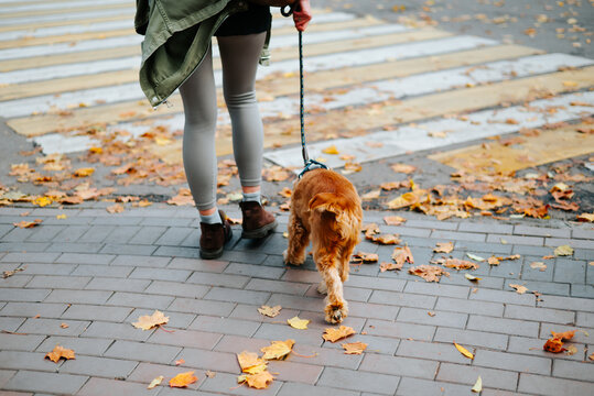 A person in a coat, leggings, and boots walks a golden dog on a leash along a paved sidewalk. Fallen leaves cover the ground in an urban setting
