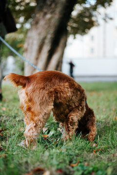 A brown, curly-haired dog lowers its head to sniff the grass beside a paved walkway. Trees, fallen leaves, and a blue leash are visible in the background
