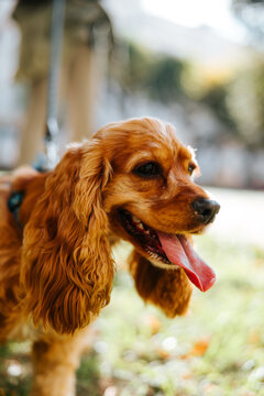 A golden, long-haired dog stands on grass outdoors, facing right with its mouth open and tongue out. Trees and a building appear in the blurred background during daylight