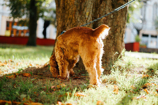 A golden, curly-coated dog lowers its head to sniff the ground beside a tree, with a leash extending out of frame. Grass, fallen leaves, and buildings appear in the background