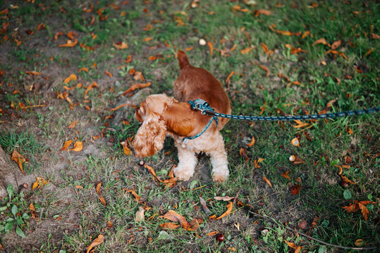 A small brown and white dog wearing a blue harness sniffs the ground while attached to a leash. Grass, bare soil, and fallen leaves cover the outdoor setting