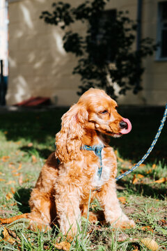 A golden cocker spaniel sits on grass beside a building, wearing a harness and attached to a leash. The dog licks its nose as sunlight falls across the outdoor setting
