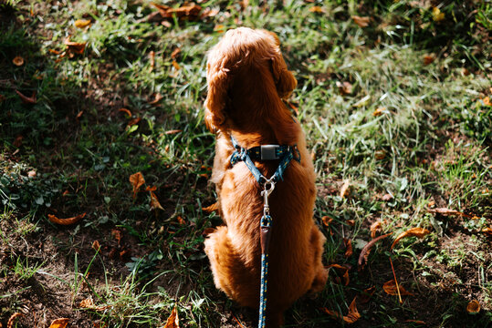 A red-haired dog sits facing away on a forest floor, wearing a harness with a leash attached. Grass, leaves, and patches of sunlight surround the dog
