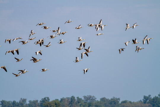 View of a large flock of bar headed goose in flight over the Head Marala wetlands in Sialkot, Punjab, Pakistan.