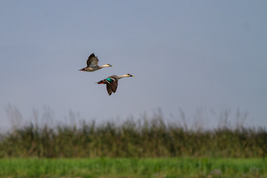 View of two spot billed duck in flight over the wetlands near Head Marala in Sialkot, Punjab, Pakistan.