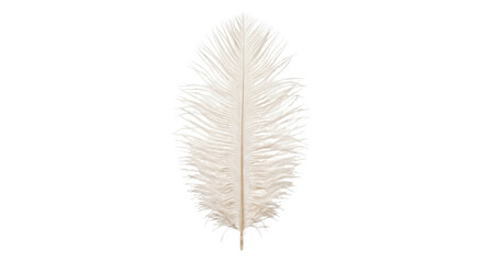 An ivory feather with delicate branching fibers isolated against a deep black background © Ophelia