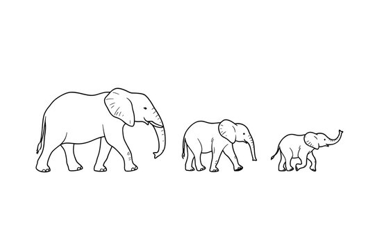 Three elephants walking in a line illustration