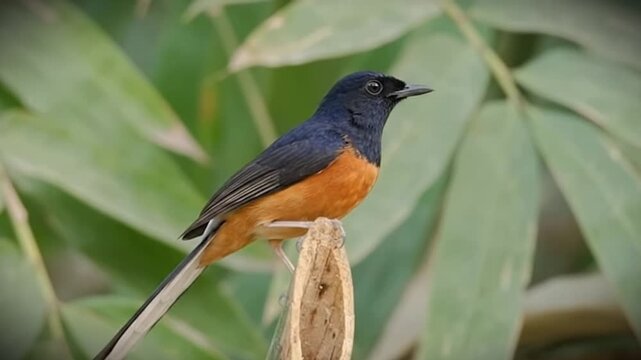 Murai batu white-rumped shama bird stock footage