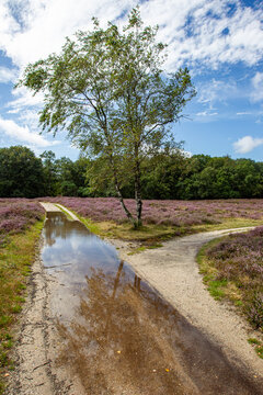 View of Goois Natuurreservaat Tafelbergheide with a path splitting into two, a puddle reflecting a birch tree, and blooming purple heather in Blaricum, Noord-Holland, Netherlands.