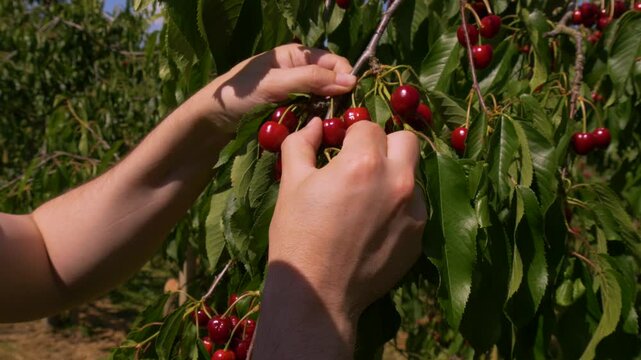 Fresh sweet cherry harvest with hands picking ripe fruit