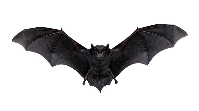 Flying Black Bat with Spread Wings, No Background, Transparent PNG