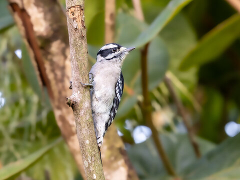 Downy woodpecker on tree branch