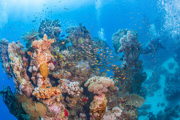 Beautiful scenic view of a colorful coral reef with school of tropical fish and a scuba diver underwater in ocean © underwaterstas