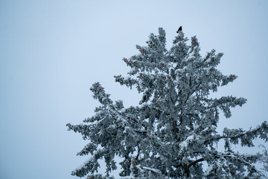 View of a snow-covered pine tree with a small bird perched on the top branch against a pale winter sky in Switzerland.