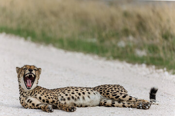 Cheetah with teeth on display  © Mark Butler 