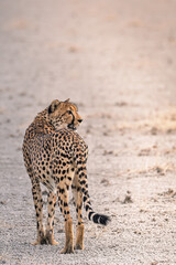 Cheetah Etosha Pan  © Mark Butler 