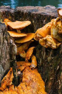 Mushrooms On Tree Stump
