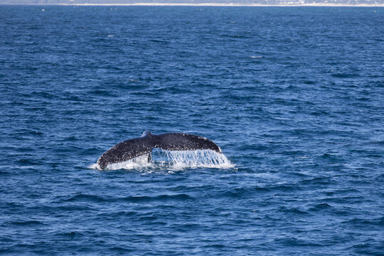 A humpback whale tail splashing as it breaches the water in Australia