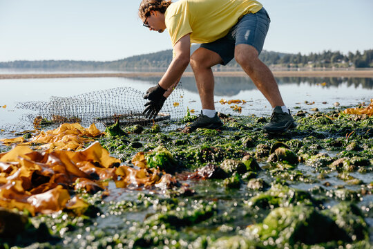 Volunteer cleaning beach shoreline collecting seaweed debris