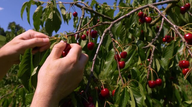 Close-up of hands picking sweet cherries in orchard