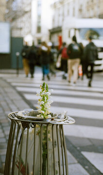 White Flower Stems in a Bin