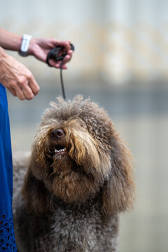 A woman walking a Barbet dog on a lead.