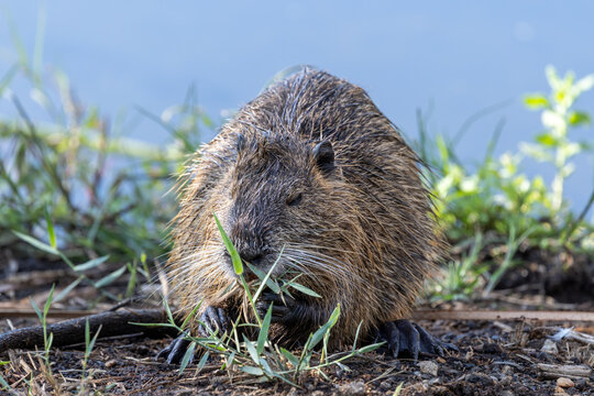 Close-up of a wild nutria holding and eating green plants by a lake shore