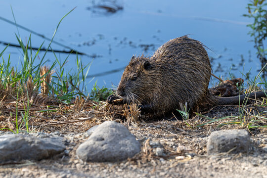 Close-up of a wild nutria 