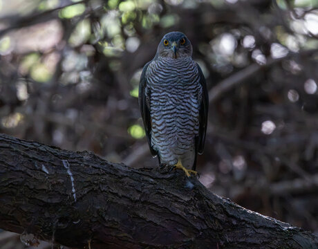 Eurasian Sparrowhawk perched on a tree branch looking directly at camera