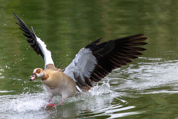 Egyptian goose splashing water while landing on a lake surface © Idan