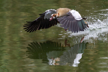 Egyptian goose captured mid-action lifting off the water with water spray © Idan