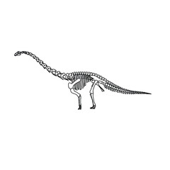 Dinosaur skeleton illustration, sauropod fossil silhouette, prehistoric animal anatomy, long neck herbivore, vector graphic © Emon