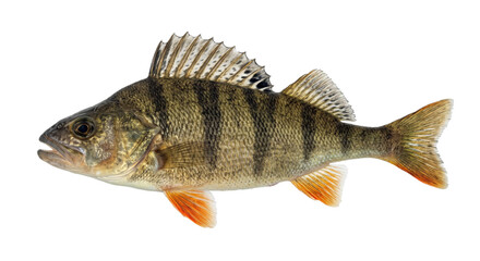 European perch with striped scales and raised spiny dorsal fin isolated on a black background © Ophelia
