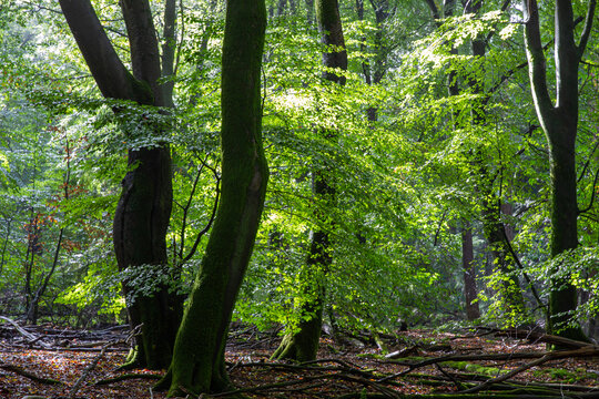 View of mossy beech trees in the Speulderbos forest with sunlight filtering through the canopy onto the forest floor in Ermelo, Gelderland, Netherlands.