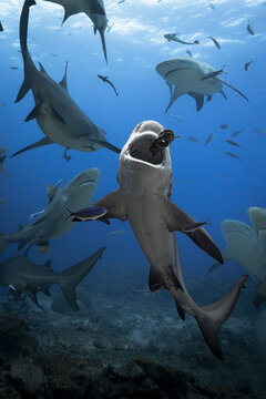 View of a group of sharks swimming in the clear blue water near the reef at Yasawa Island, Western Division, Fiji.