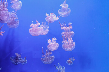 Australian spotted jellyfish phyllorhiza punctata in ocean habitat © Minakryn Ruslan 