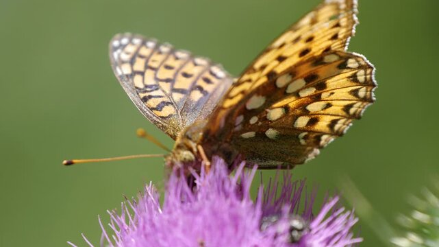 Beautiful Colored Butterfly Collecting Pollen from a Wildflower. Wild Nature in a Sunny Summer Day with Butterflies Flying on Flowers.