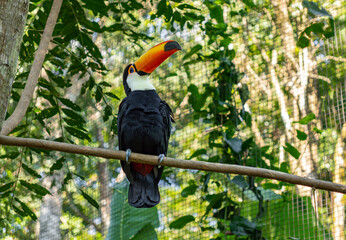 Close view of exotic toco toucan bird showing bright yellow orange bill and black feathers, iconic South American biodiversity in zoo  © Yuliko