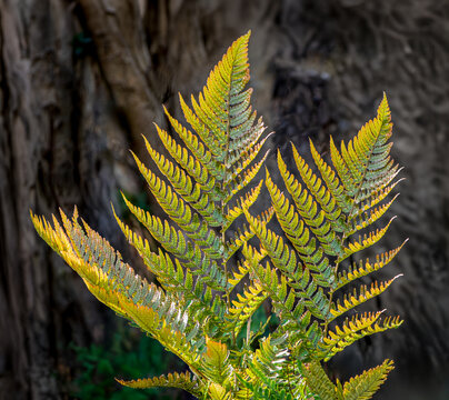 Three backlit autumn fern fronds against trunk of tree in garden in central Virginia in early autumn.