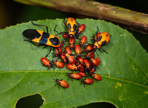 Milkweed bugs (Oncopeltus fasciatus), in various stages of development, on leaf of common milkweed (Asclepias syriaca) in autumn in central Virgina. Colors are warning of toxicity to predators.