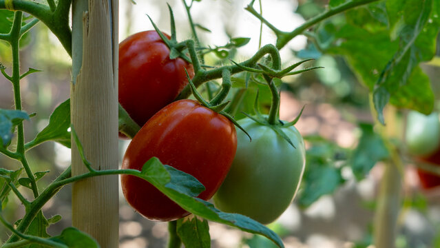 vegetable gardening at the backyard
