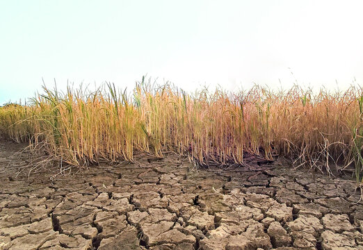 Severe drought and extreme weather impact on agricultural field due to climate change and El Ni&ntilde;o phenomenon."