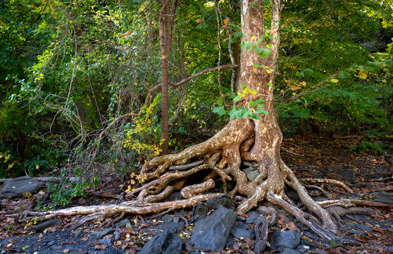 Sycamore tree (Platanus occidentalis) growing on bank of Fall Creek near Ithaca, New York. Roots have been exposed by floodwaters.