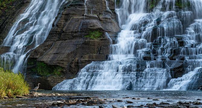 Great blue heron (Ardea herodias) at the base of Ithaca Falls, near Ithaca, New York