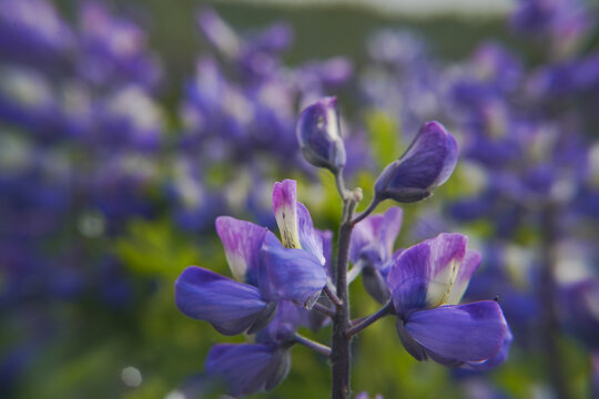View of vibrant purple lupine flowers in a macro shot with soft bokeh background in Kirkjubaejarklaustur, Skaftarhreppur, Iceland.