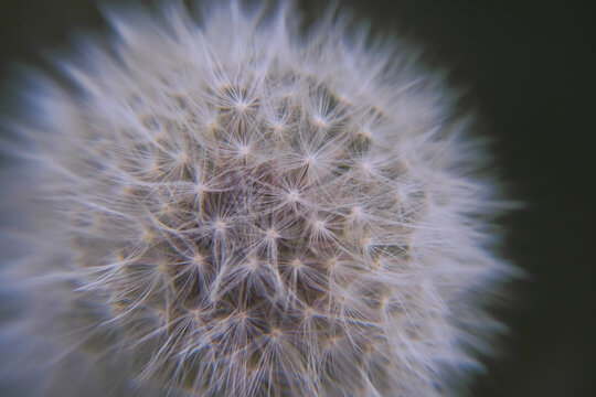 View of a delicate dandelion seed head with intricate white pappus filaments captured in a close-up macro shot against a dark background in Kirkjubaejarklaustur, Skaftarhreppur, Iceland.