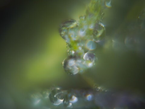 View of water droplets on a green plant stem with soft bokeh background, Kirkjubaejarklaustur, Skaftarhreppur, Iceland.
