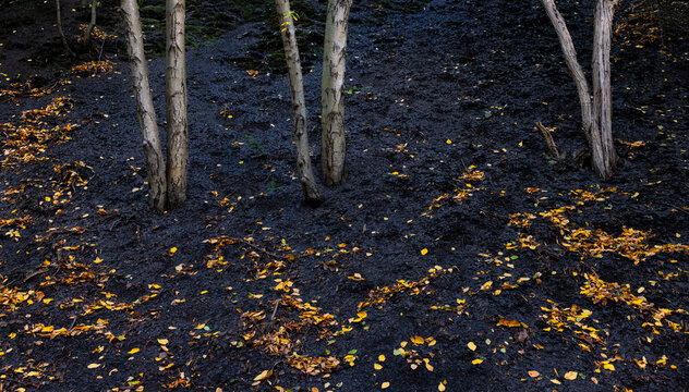 Sweet birch trees (Betula lenta) growing on a tallus slope along trail in Taughannock Falls State Park, New York