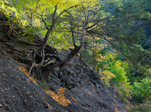 Various trees and shrubs growing on a tallus slope along trail in Taughannock Falls State Park, New York, in autumn