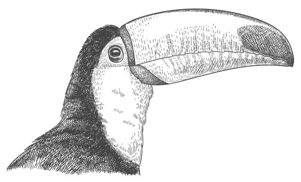 Engraving Toco toucan - Ramphastos toco